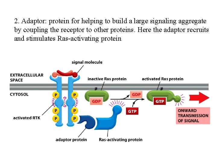 2. Adaptor: protein for helping to build a large signaling aggregate by coupling the
