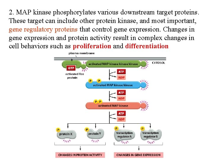 2. MAP kinase phosphorylates various downstream target proteins. These target can include other protein
