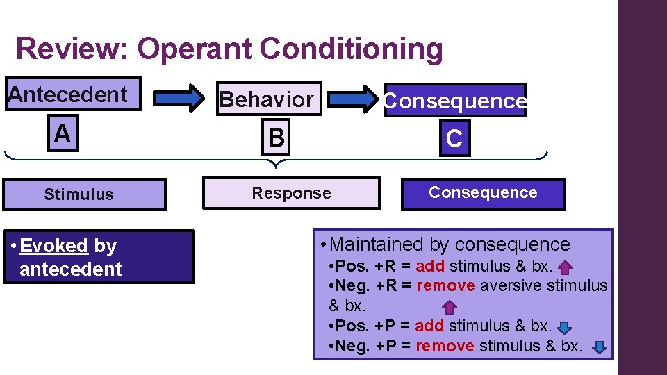 Review: Operant Conditioning Antecedent A Stimulus • Evoked by antecedent stimuli Behavior Consequence B Review: Operant Conditioning Antecedent A Stimulus • Evoked by antecedent stimuli Behavior Consequence B