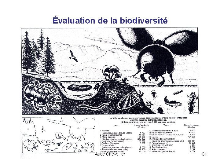 Évaluation de la biodiversité Aude Chevallier 31 