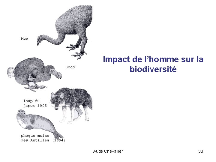 Impact de l’homme sur la biodiversité Aude Chevallier 38 
