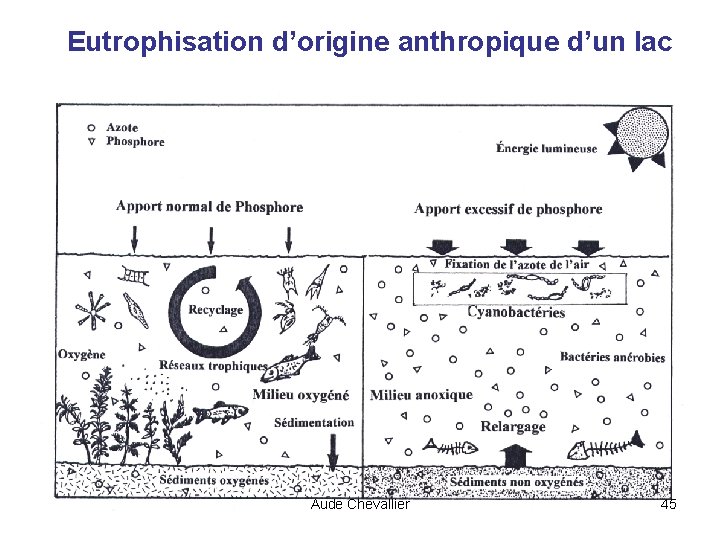 Eutrophisation d’origine anthropique d’un lac Aude Chevallier 45 