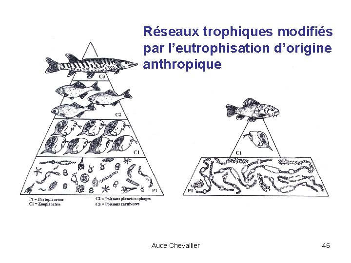 Réseaux trophiques modifiés par l’eutrophisation d’origine anthropique Aude Chevallier 46 