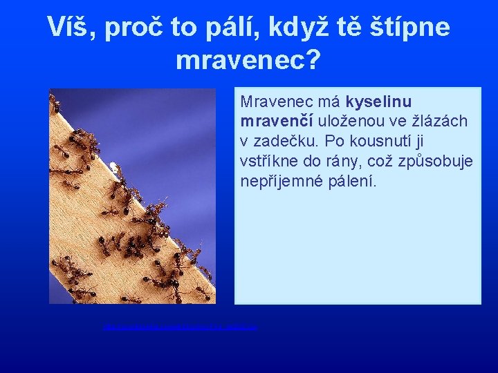 Víš, proč to pálí, když tě štípne mravenec? Mravenec má kyselinu mravenčí uloženou ve