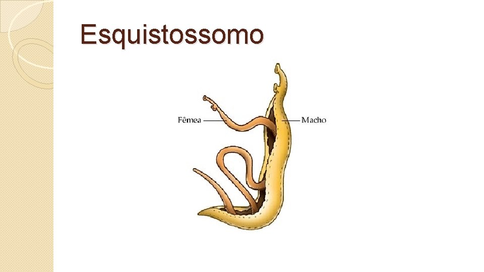 Esquistossomo 