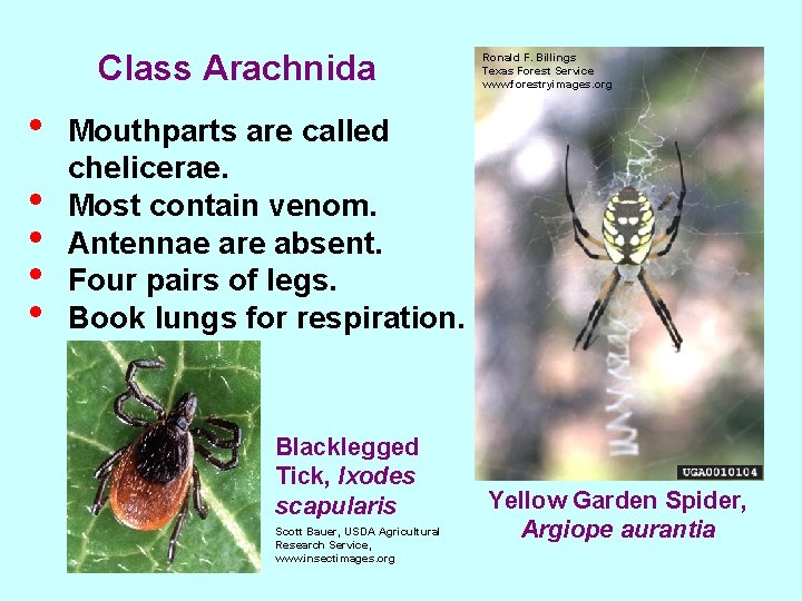 Class Arachnida • • • Ronald F. Billings Texas Forest Service www. forestryimages. org