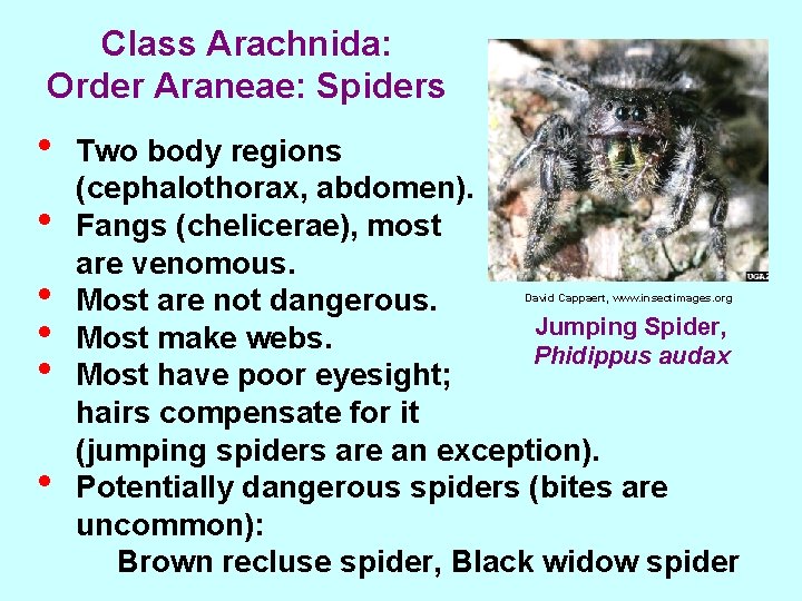 Class Arachnida: Order Araneae: Spiders • • • Two body regions (cephalothorax, abdomen). Fangs