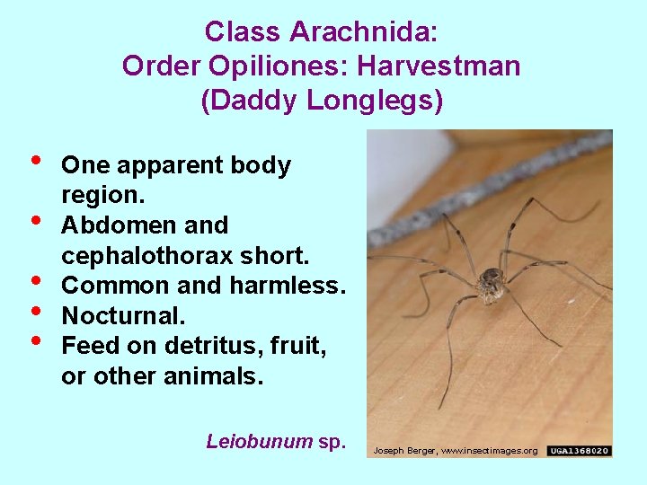 Class Arachnida: Order Opiliones: Harvestman (Daddy Longlegs) • • • One apparent body region.