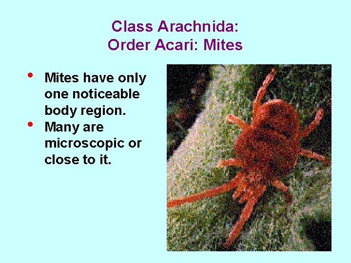 Class Arachnida: Order Acari: Mites • • Mites have only one noticeable body region.