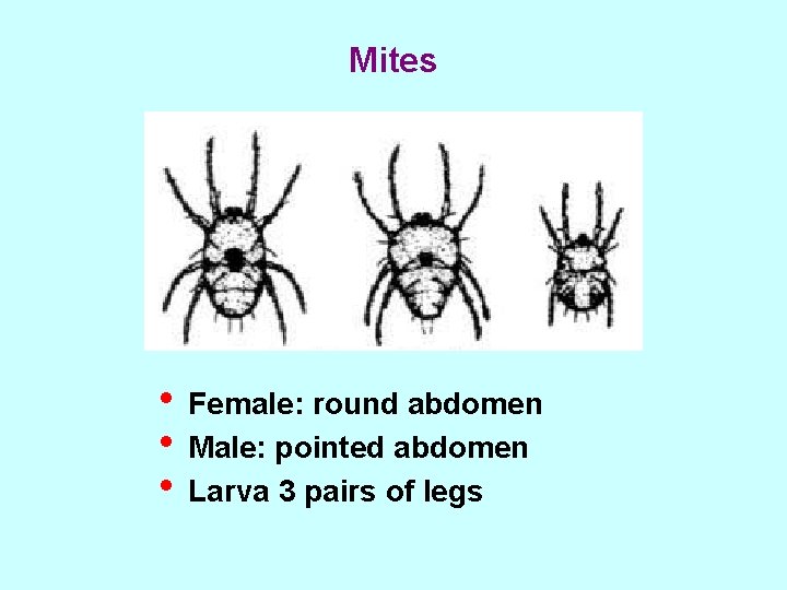 Mites • Female: round abdomen • Male: pointed abdomen • Larva 3 pairs of