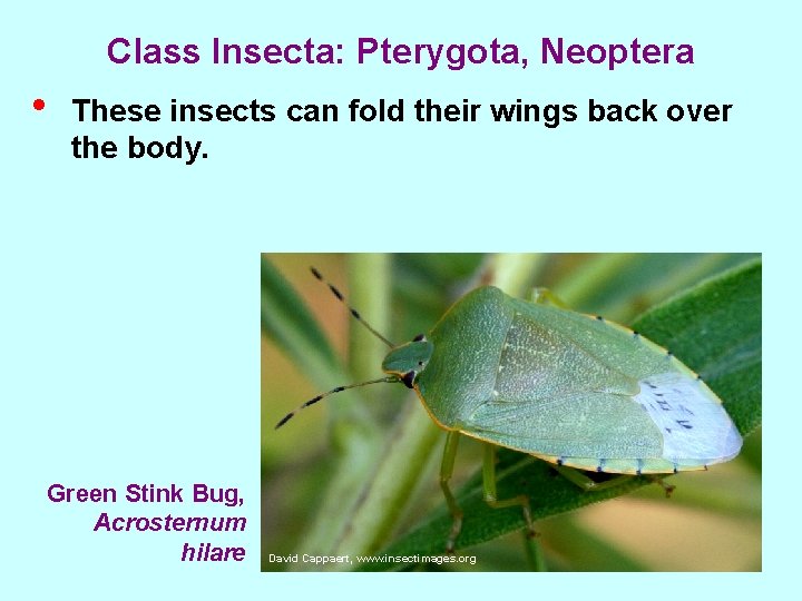 Class Insecta: Pterygota, Neoptera • These insects can fold their wings back over the
