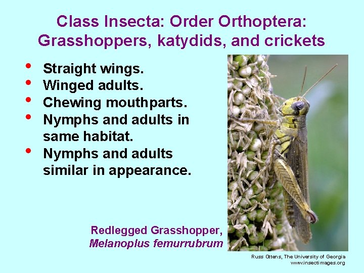 Class Insecta: Order Orthoptera: Grasshoppers, katydids, and crickets • • • Straight wings. Winged