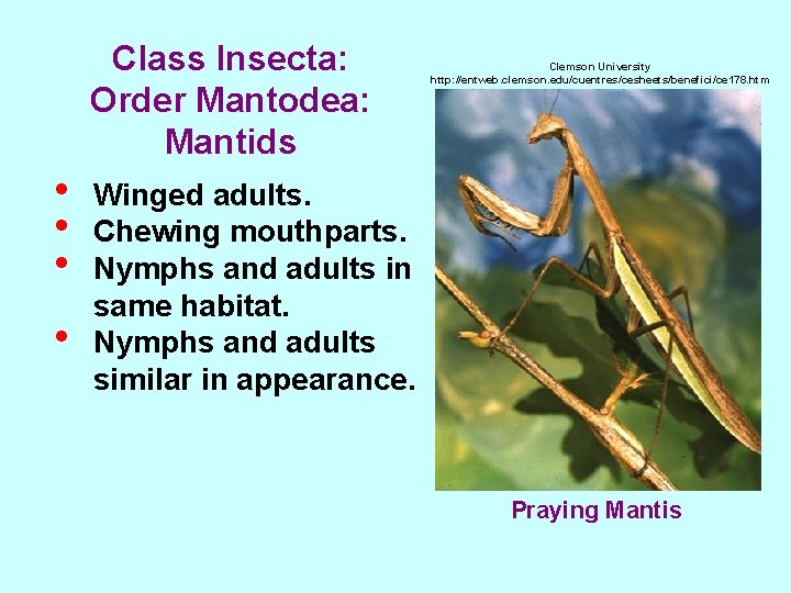 Class Insecta: Order Mantodea: Mantids • • Clemson University http: //entweb. clemson. edu/cuentres/cesheets/benefici/ce 178.