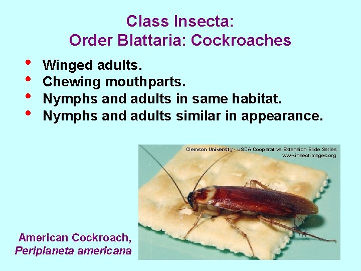 Class Insecta: Order Blattaria: Cockroaches • • Winged adults. Chewing mouthparts. Nymphs and adults