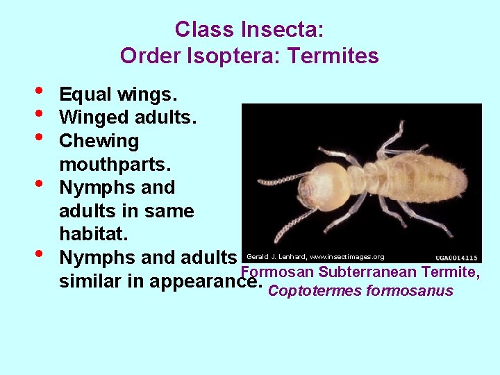 Class Insecta: Order Isoptera: Termites • • • Equal wings. Winged adults. Chewing mouthparts.