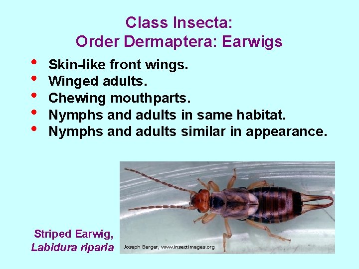  • • • Class Insecta: Order Dermaptera: Earwigs Skin-like front wings. Winged adults.