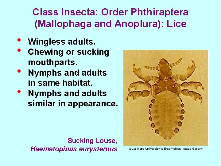 Class Insecta: Order Phthiraptera (Mallophaga and Anoplura): Lice • • Wingless adults. Chewing or