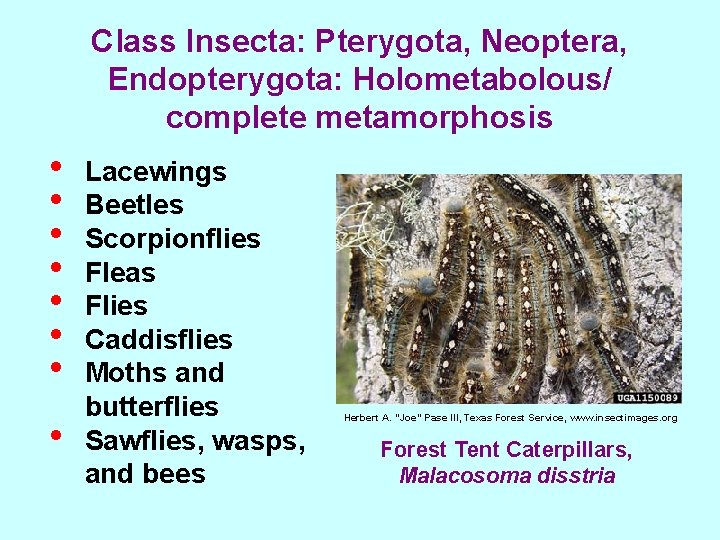 Class Insecta: Pterygota, Neoptera, Endopterygota: Holometabolous/ complete metamorphosis • • Lacewings Beetles Scorpionflies Fleas