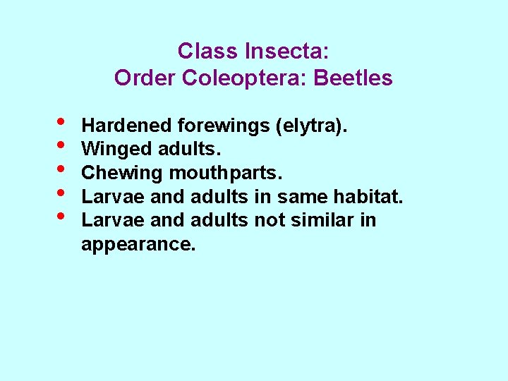 Class Insecta: Order Coleoptera: Beetles • • • Hardened forewings (elytra). Winged adults. Chewing