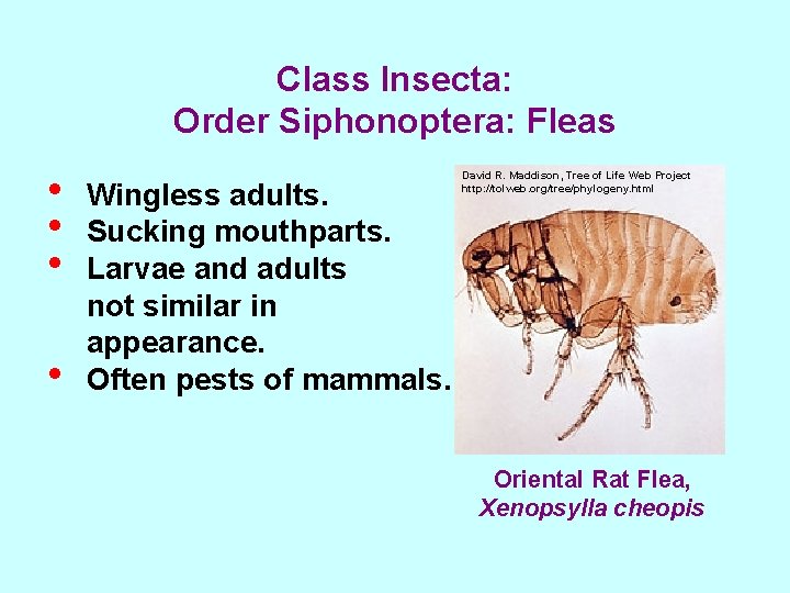 Class Insecta: Order Siphonoptera: Fleas • • Wingless adults. Sucking mouthparts. Larvae and adults