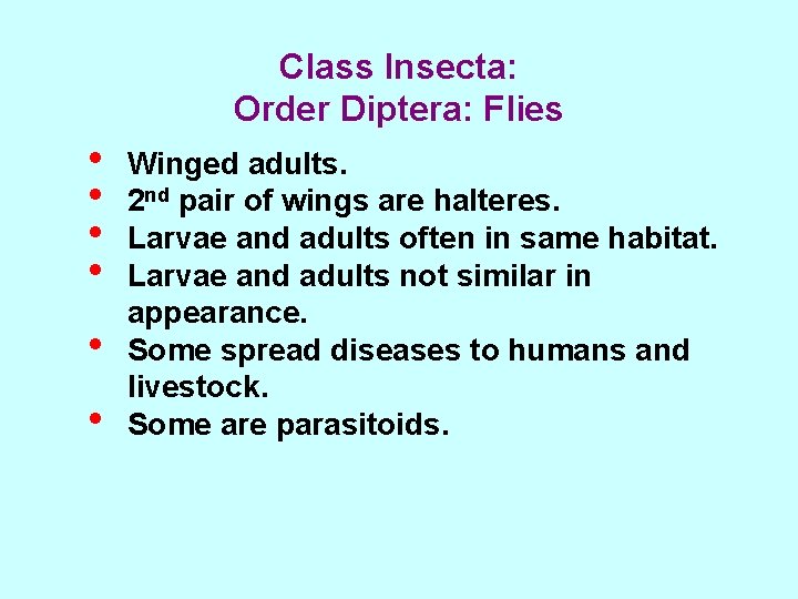 Class Insecta: Order Diptera: Flies • • • Winged adults. 2 nd pair of