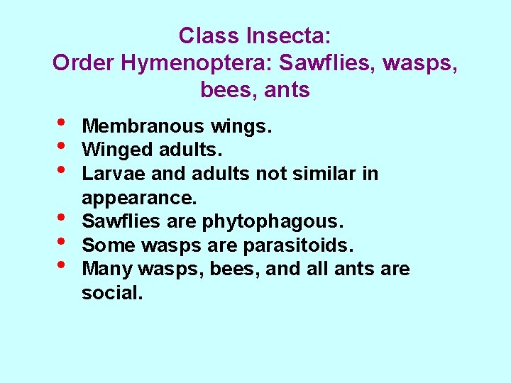 Class Insecta: Order Hymenoptera: Sawflies, wasps, bees, ants • • • Membranous wings. Winged
