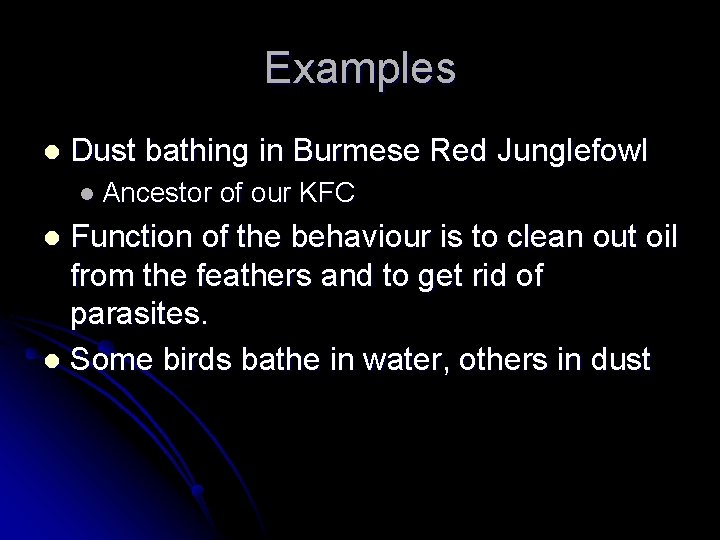 Examples l Dust bathing in Burmese Red Junglefowl l Ancestor of our KFC Function