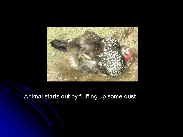 Animal starts out by fluffing up some dust 