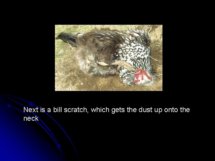 Next is a bill scratch, which gets the dust up onto the neck 