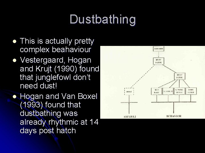 Dustbathing l l l This is actually pretty complex beahaviour Vestergaard, Hogan and Krujt