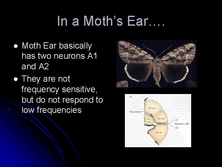 In a Moth’s Ear…. l l Moth Ear basically has two neurons A 1