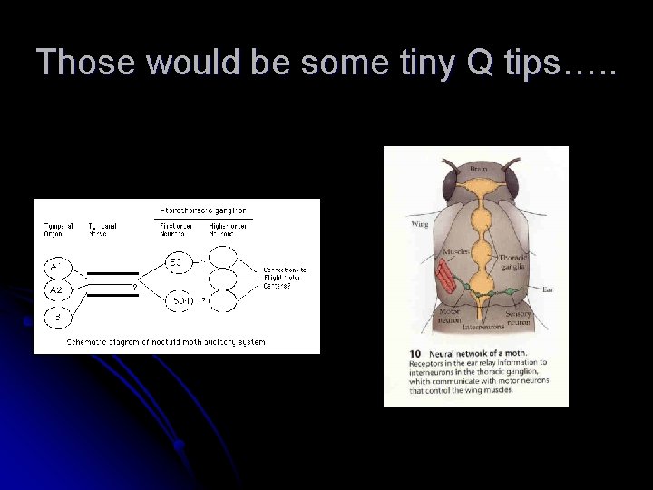 Those would be some tiny Q tips…. . 