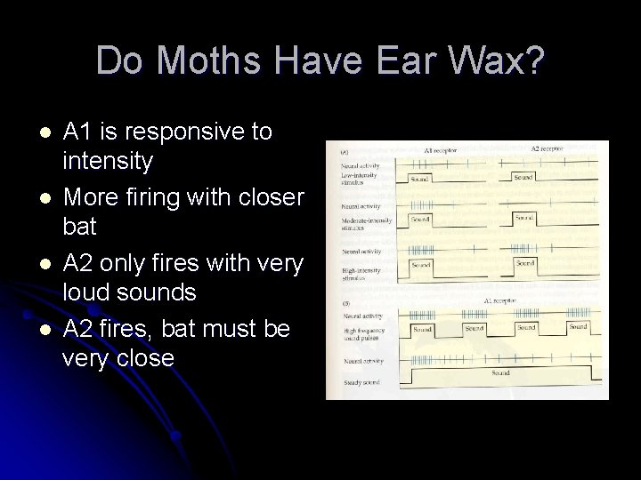 Do Moths Have Ear Wax? l l A 1 is responsive to intensity More