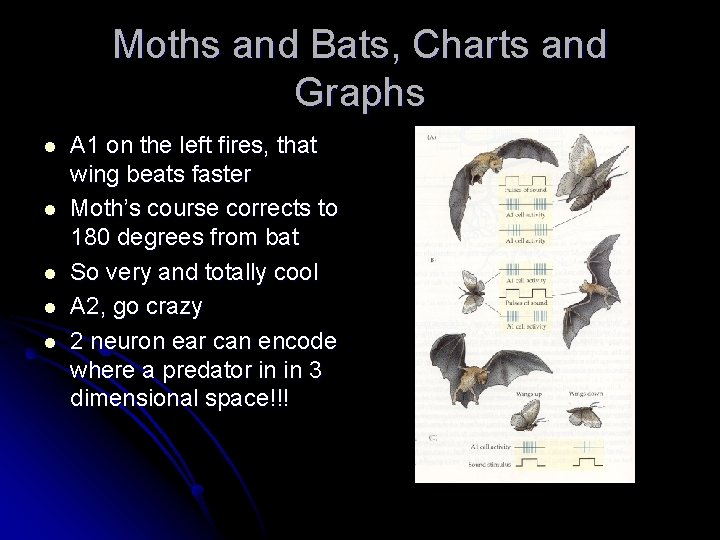Moths and Bats, Charts and Graphs l l l A 1 on the left