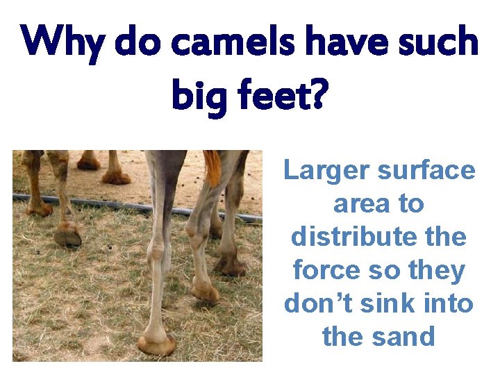 Why do camels have such big feet? Larger surface area to distribute the force