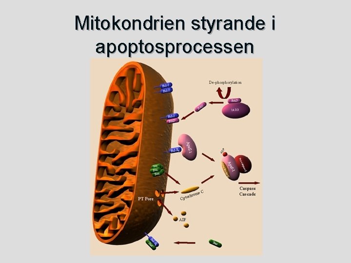Mitokondrien styrande i apoptosprocessen 