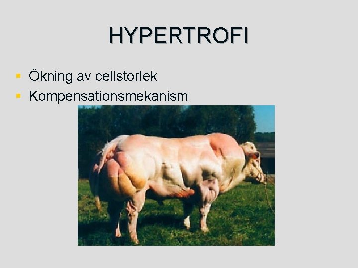 HYPERTROFI § Ökning av cellstorlek § Kompensationsmekanism 