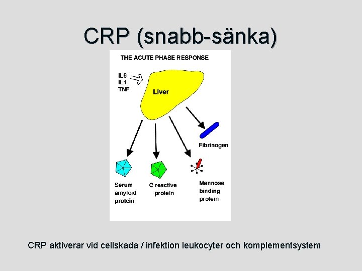 CRP (snabb-sänka) CRP aktiverar vid cellskada / infektion leukocyter och komplementsystem 