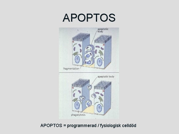 APOPTOS = programmerad / fysiologisk celldöd 