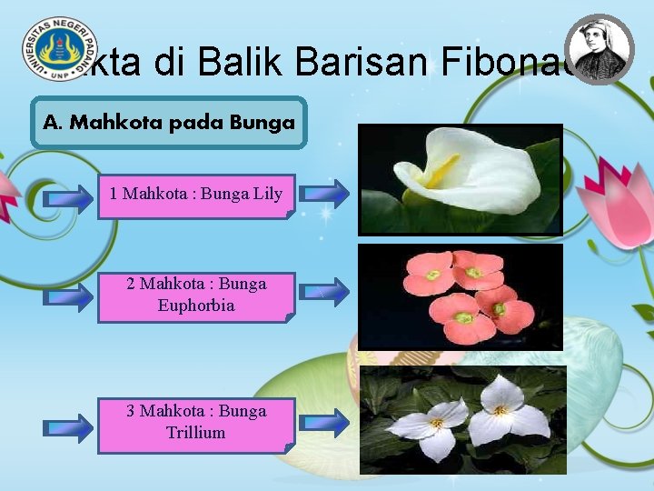 Fakta di Balik Barisan Fibonacci A. Mahkota pada Bunga 1 Mahkota : Bunga Lily