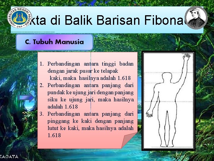 Fakta di Balik Barisan Fibonacci C. Tubuh Manusia 1. Perbandingan antara tinggi badan dengan