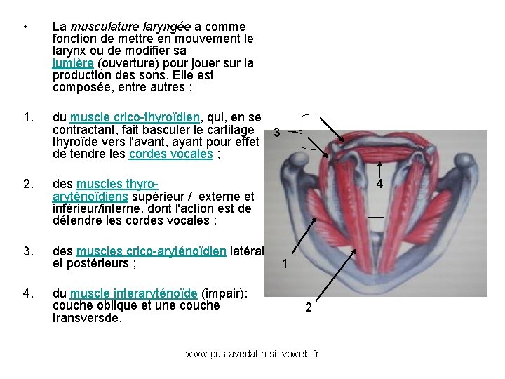  • La musculature laryngée a comme fonction de mettre en mouvement le larynx