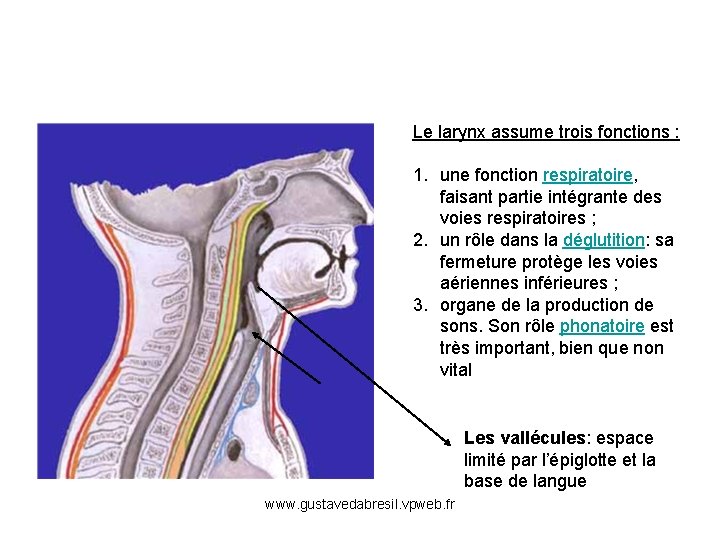 Le larynx assume trois fonctions : 1. une fonction respiratoire, faisant partie intégrante des