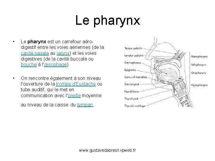 Le pharynx • Le pharynx est un carrefour aérodigestif entre les voies aériennes (de