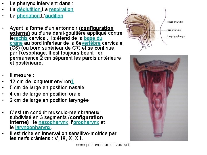  • • • Le pharynx intervient dans : La déglutition, La respiration La