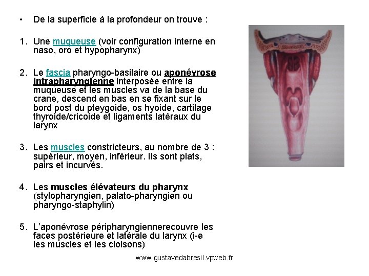  • De la superficie à la profondeur on trouve : 1. Une muqueuse