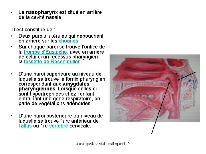  • Le nasopharynx est situé en arrière de la cavité nasale. Il est