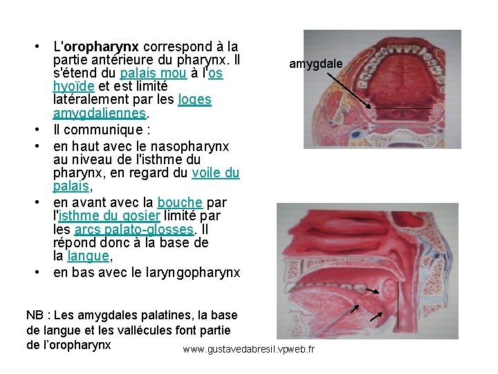  • L'oropharynx correspond à la partie antérieure du pharynx. Il s'étend du palais