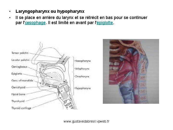  • • Laryngopharynx ou hypopharynx Il se place en arrière du larynx et