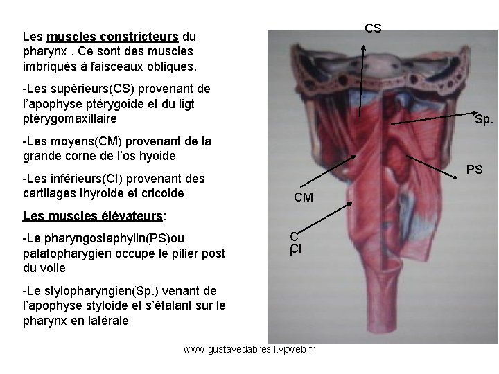 CS Les muscles constricteurs du pharynx. Ce sont des muscles imbriqués à faisceaux obliques.